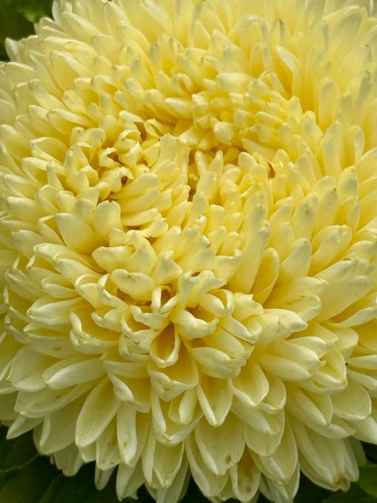 Aster Lady Coral® Yellow | Callistephus chinensis therapyofflowers.com