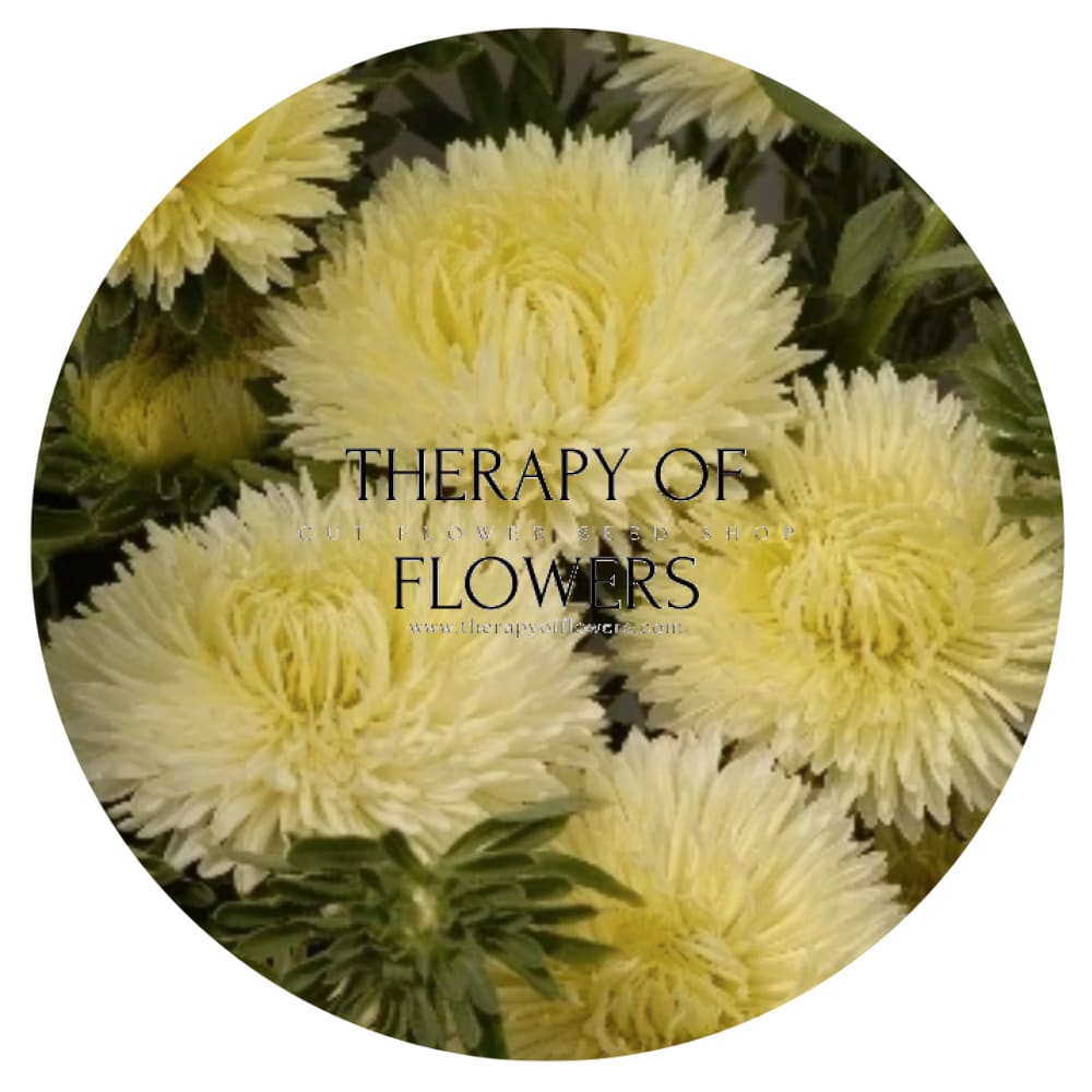 Aster Lady Coral® Yellow | Callistephus chinensis therapyofflowers.com