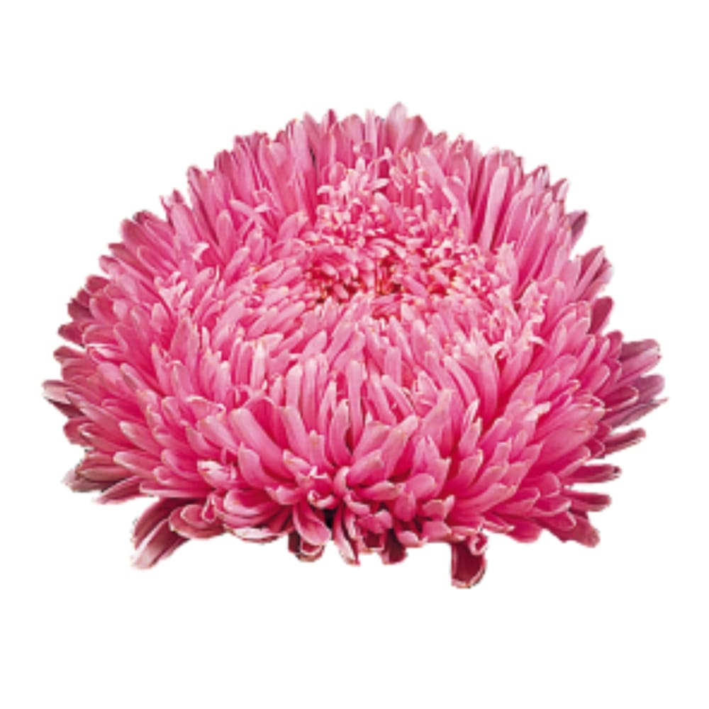 China Aster Matador® Salmon Pink  | Callistephus chinensis therapyofflowers.com