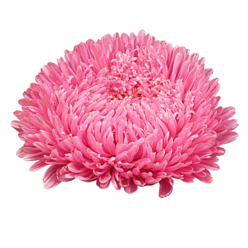 China Aster Matador® Salmon Pink | Callistephus chinensis - 30 seeds / 60–80 cm / Salmon Pink - Seeds