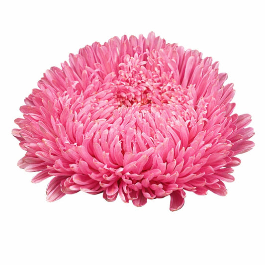 China Aster Matador® Salmon Pink | Callistephus chinensis - 30 seeds / 60–80 cm / Salmon Pink - Seeds