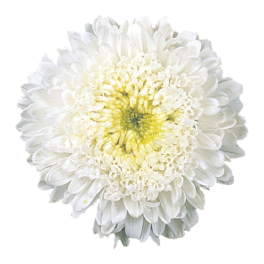 China Aster Matador® White  | Callistephus chinensis therapyofflowers.com