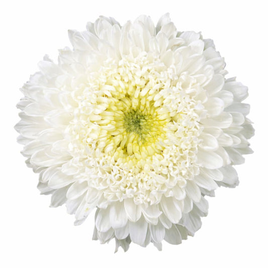 China Aster Matador® White | Callistephus chinensis - 30 seeds / 60–80 cm / White - Seeds