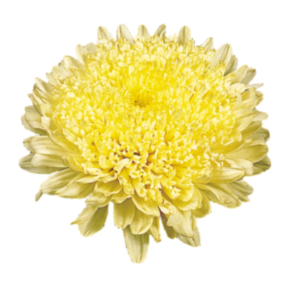 China Aster Matador® Yellow | Callistephus chinensis therapyofflowers.com