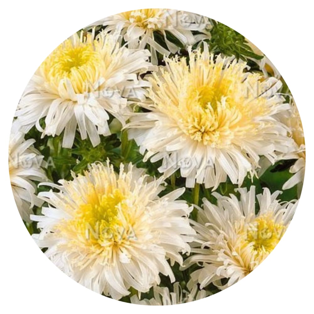 Aster Sea Starlet Chamois.