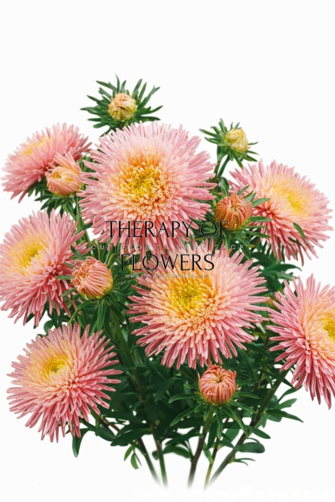 China Aster Sea Starlet Chamois | Callistephus chinensis - 30 seeds / 50 - 60 cm / Chamois - Seeds
