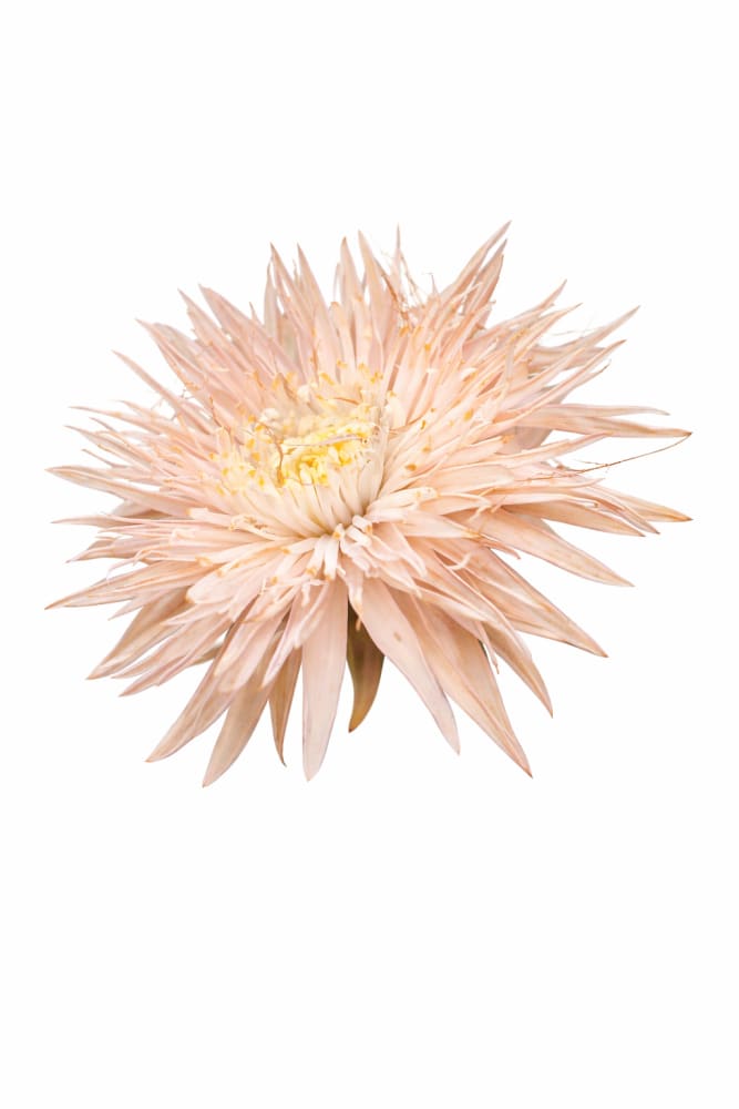 China Aster Sea Starlet Chamois | Callistephus chinensis - 30 seeds / 50 - 60 cm / Chamois - Seeds