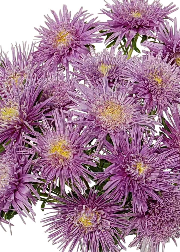 China Aster Sea Starlet Lavender | Callistephus chinensis therapyofflowers.com