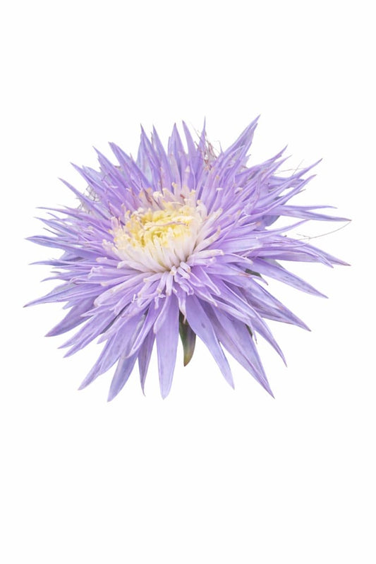 China Aster Sea Starlet Lavender | Callistephus chinensis - 30 seeds / 50 - 60 cm / Lavander - Seeds