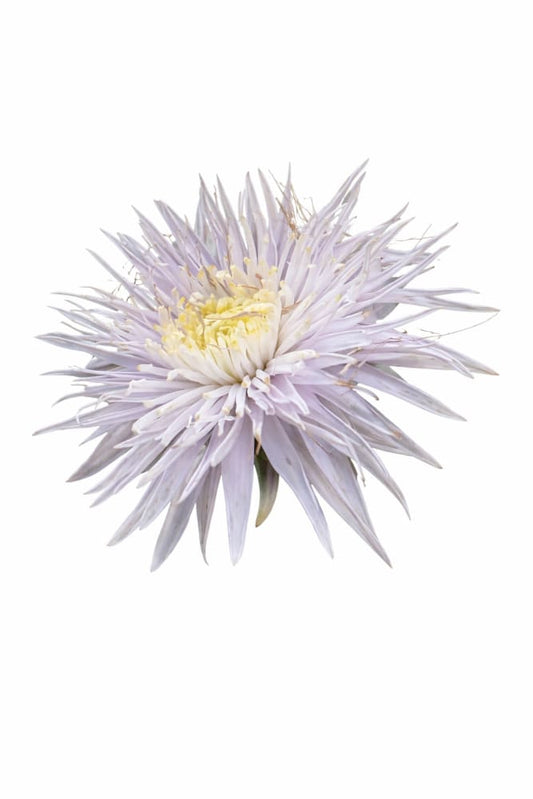 China Aster Sea Starlet Light Blue | Callistephus chinensis - 30 seeds / 50 - 60 cm / Light Blue - flowers
