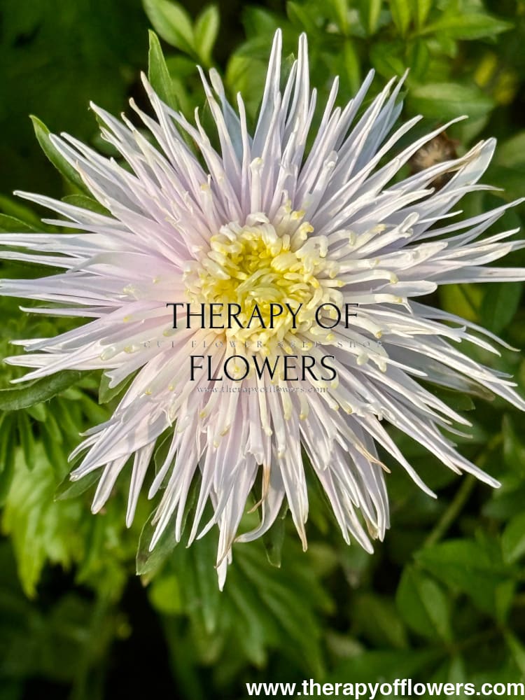 Aster Sea Starlet Light Blue therapyofflowers.com