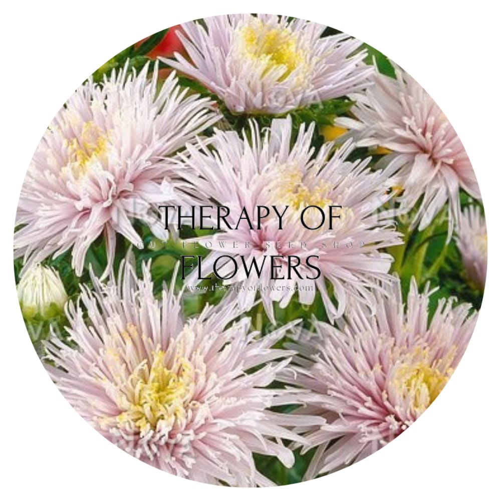 Aster Sea Starlet Light Blue.