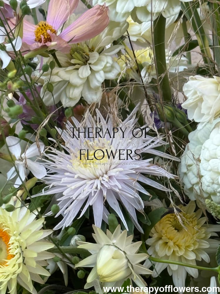 Aster Sea Starlet Light Blue therapyofflowers.com