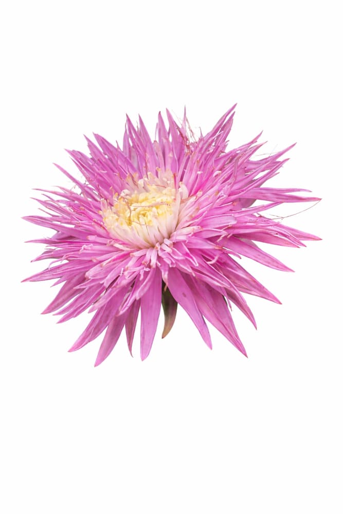 Aster Sea Starlet Light Rose - 30 seeds / 50 - 60 cm - flowers