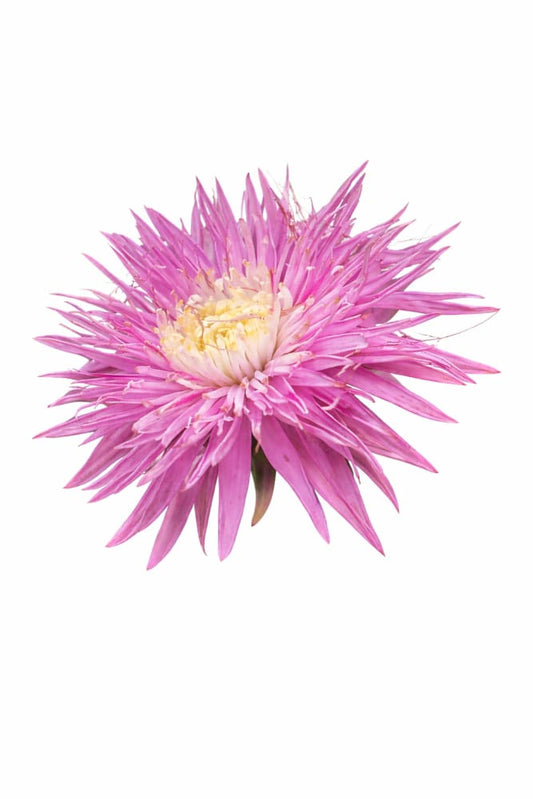 Aster Sea Starlet Light Rose - 30 seeds / 50 - 60 cm - flowers