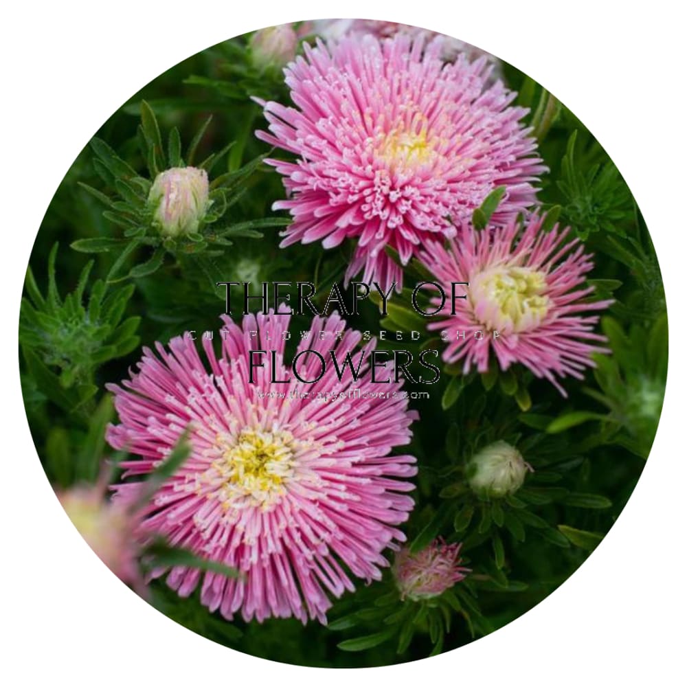 Aster Sea Starlet Light Rose.