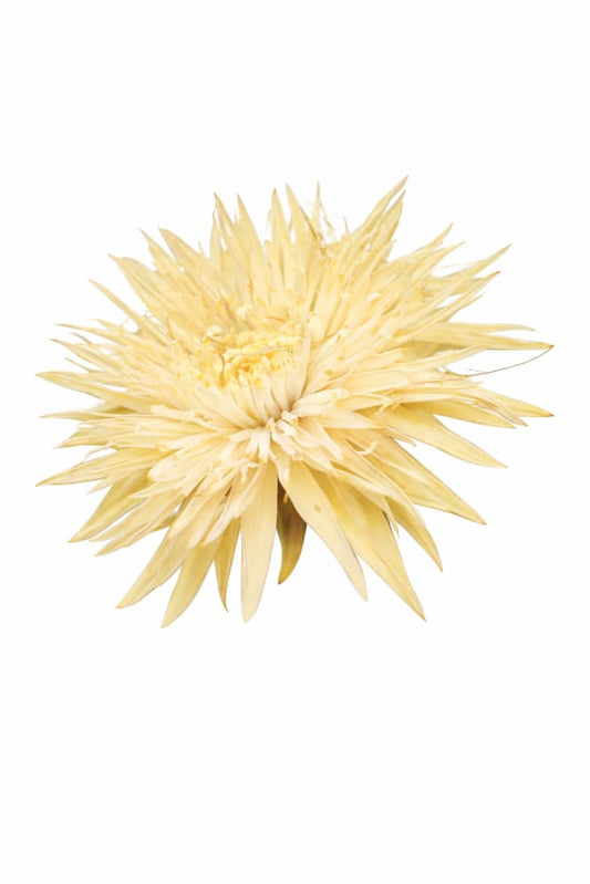 China Aster Sea Starlet Yellow | Callistephus chinensis - 30 seeds / 50 - 60 cm / soft yellow - Seeds