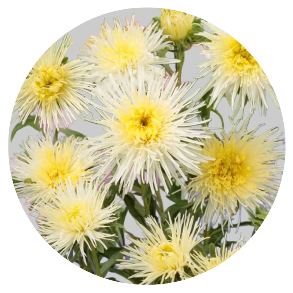 China Aster Sea Starlet Yellow | Callistephus chinensis therapyofflowers.com