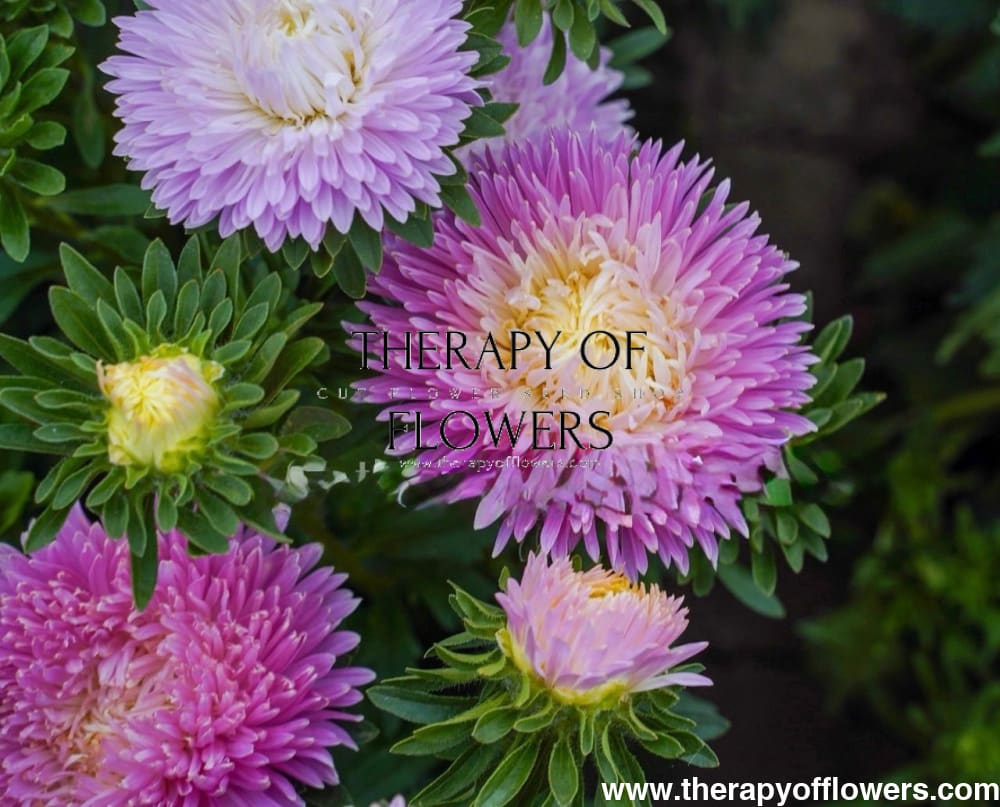 China Aster Syringa Appleblossom Rose-Yellow | Callistephus chinensis therapyofflowers.com