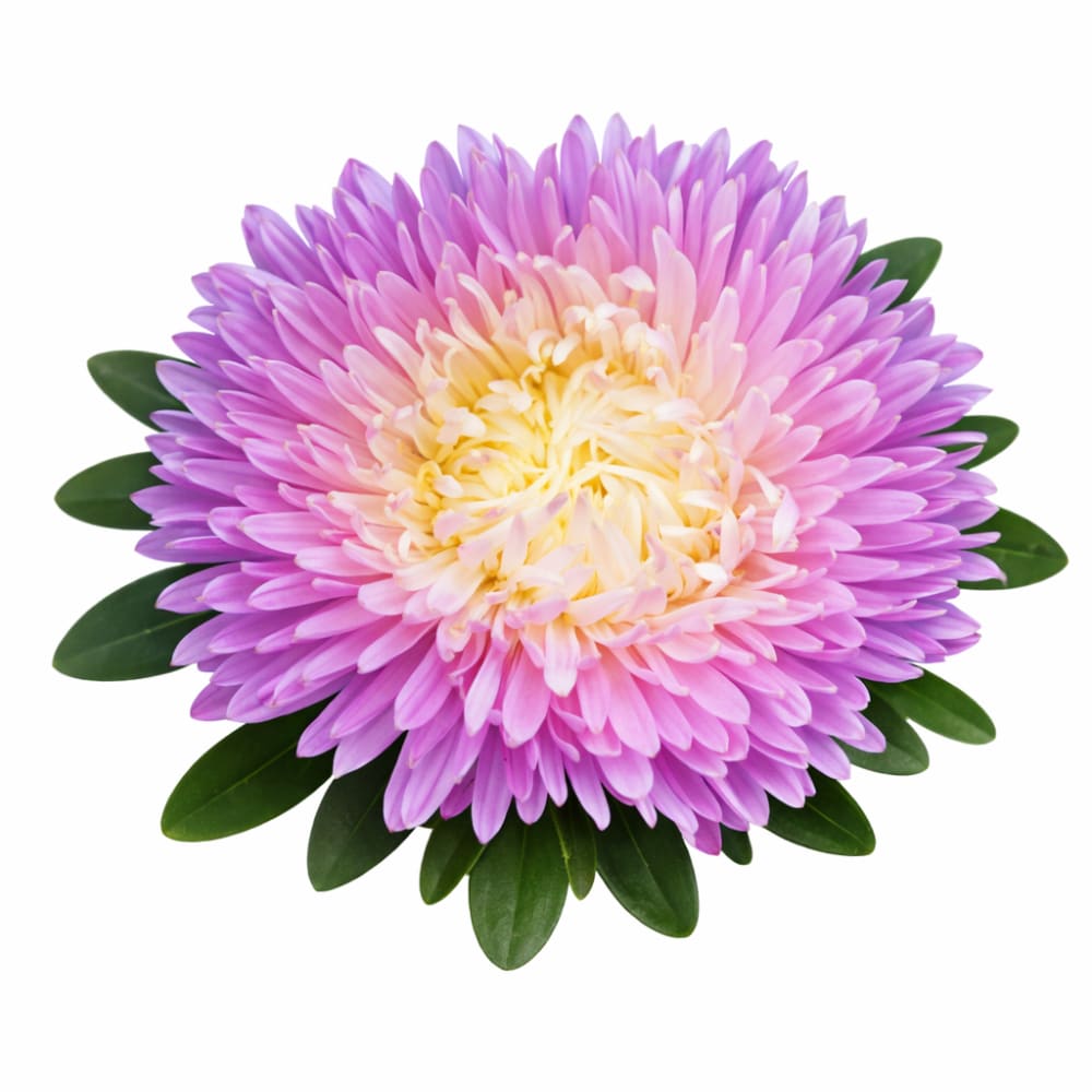 China Aster Syringa Appleblossom Rose-Yellow | Callistephus chinensis - 30 seeds / Appleblossom - seeds