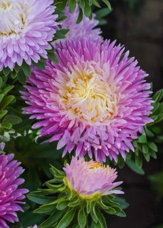 China Aster Syringa Appleblossom Rose-Yellow | Callistephus chinensis therapyofflowers.com