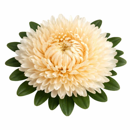 China Aster Syringa Champagne | Callistephus chinensis - 30 seeds / Soft cream to pale peach color - seeds