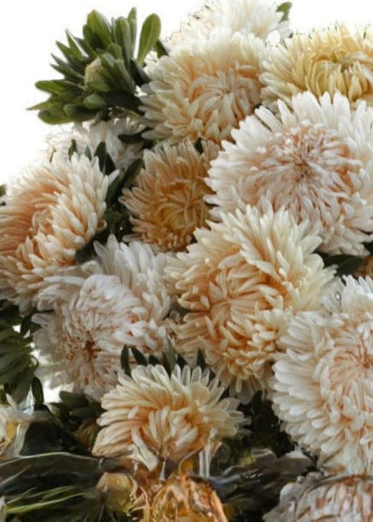 Aster Syringa Champagne therapyofflowers.com