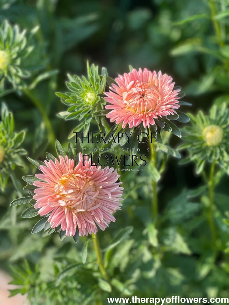 Aster NEW Syringa Gold Salmon therapyofflowers.com