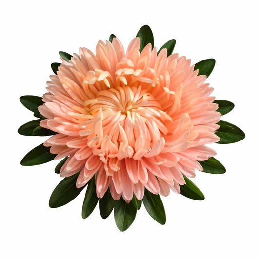 China Aster Syringa Gold Salmon | Callistephus chinensis - 30 seeds / Gold Salmon - seeds