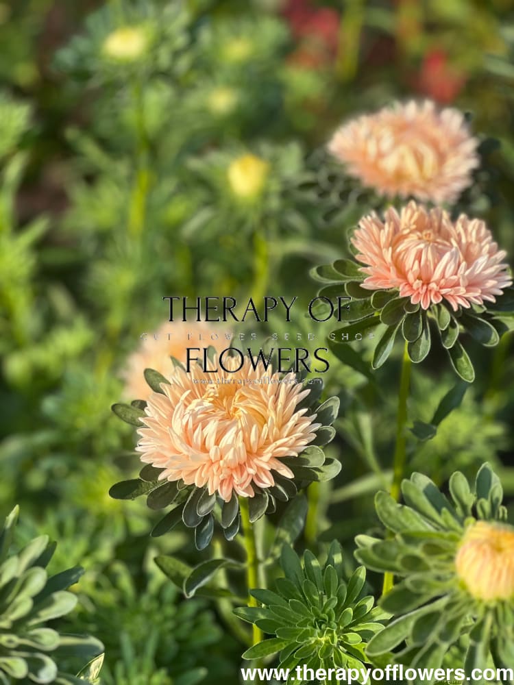 Aster NEW Syringa Gold Salmon therapyofflowers.com