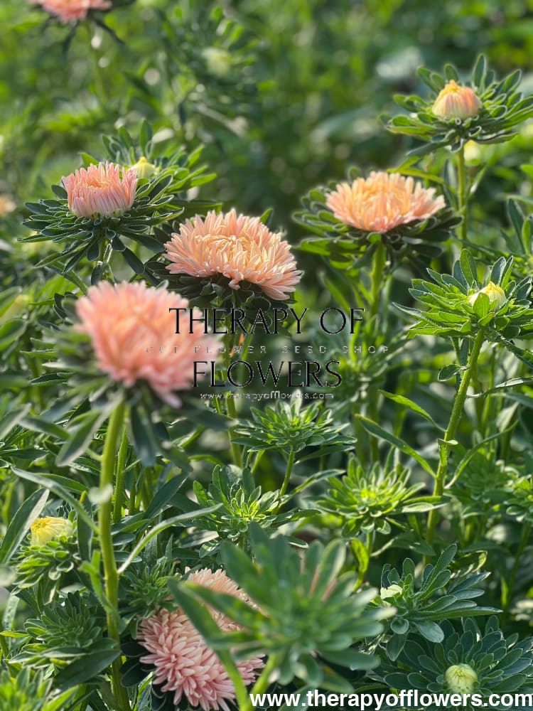 Aster NEW Syringa Gold Salmon therapyofflowers.com