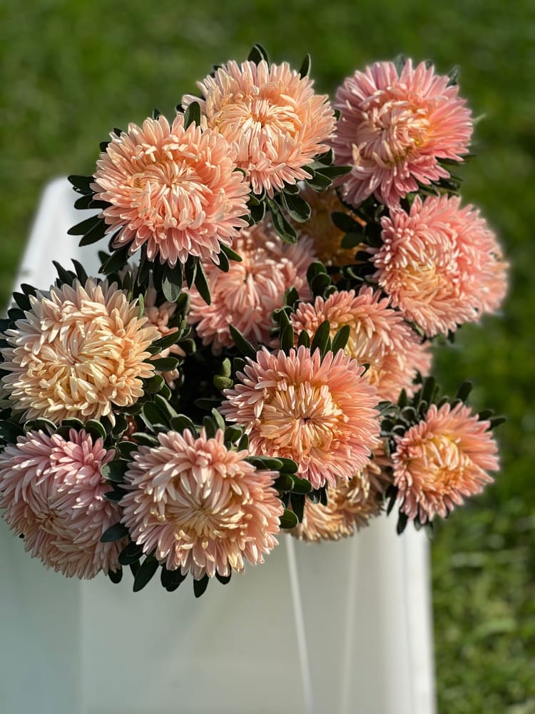 Aster NEW Syringa Gold Salmon therapyofflowers.com