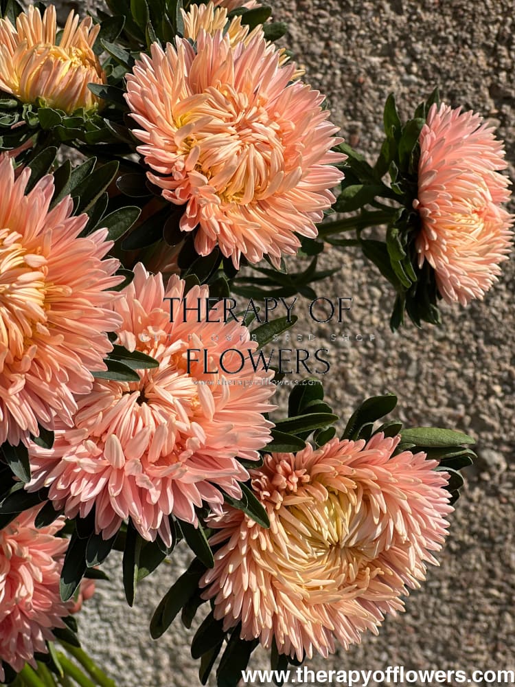 Aster NEW Syringa Gold Salmon therapyofflowers.com