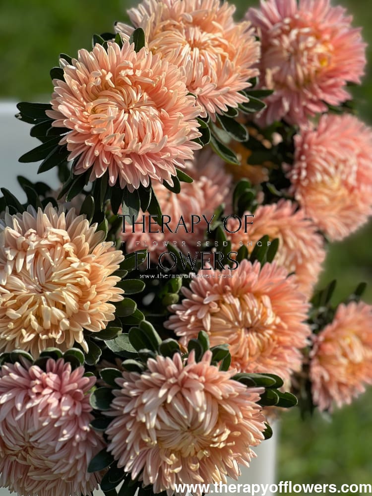 Aster NEW Syringa Gold Salmon therapyofflowers.com