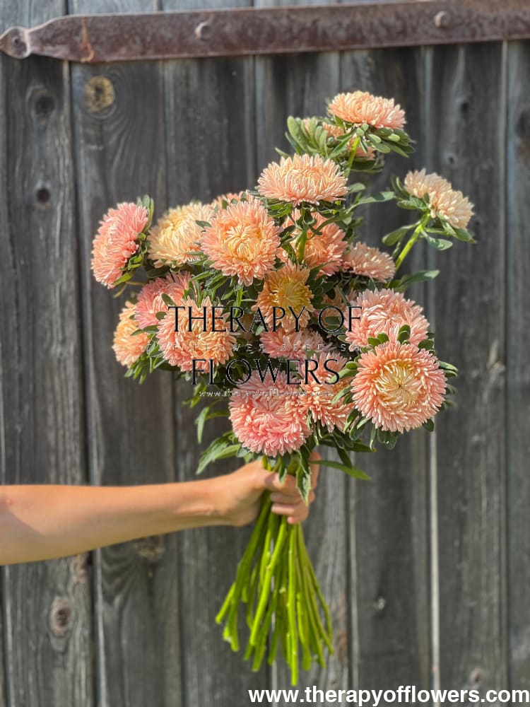 Aster NEW Syringa Gold Salmon therapyofflowers.com