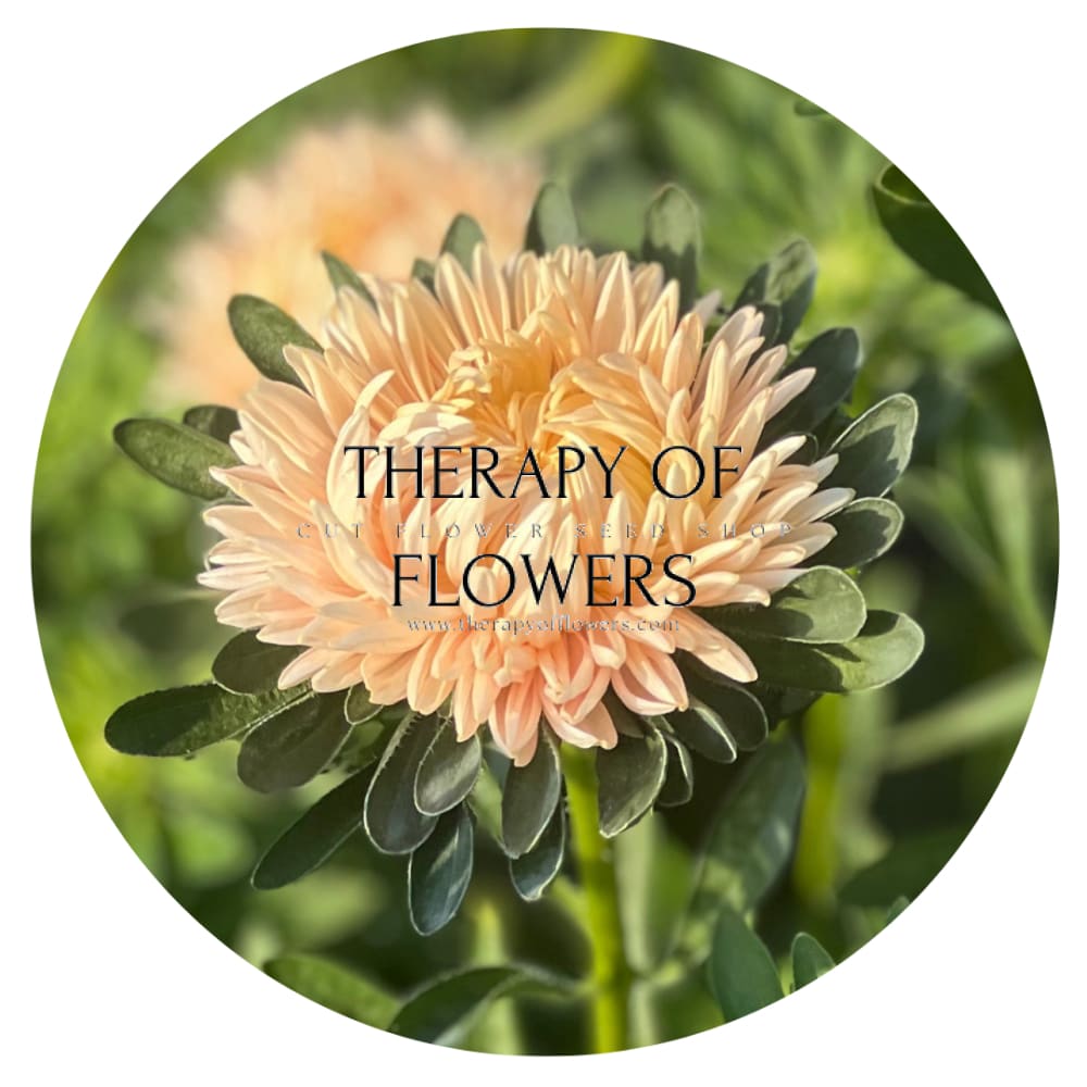 Aster NEW Syringa Gold Salmon therapyofflowers.com