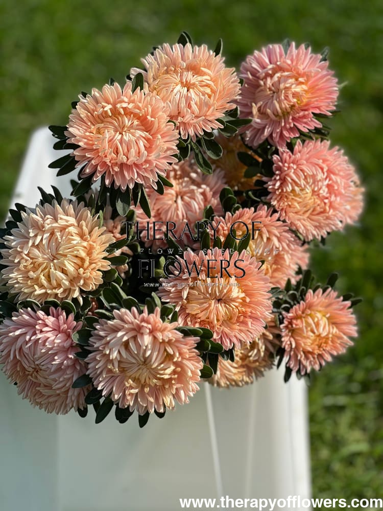 Aster NEW Syringa Gold Salmon therapyofflowers.com