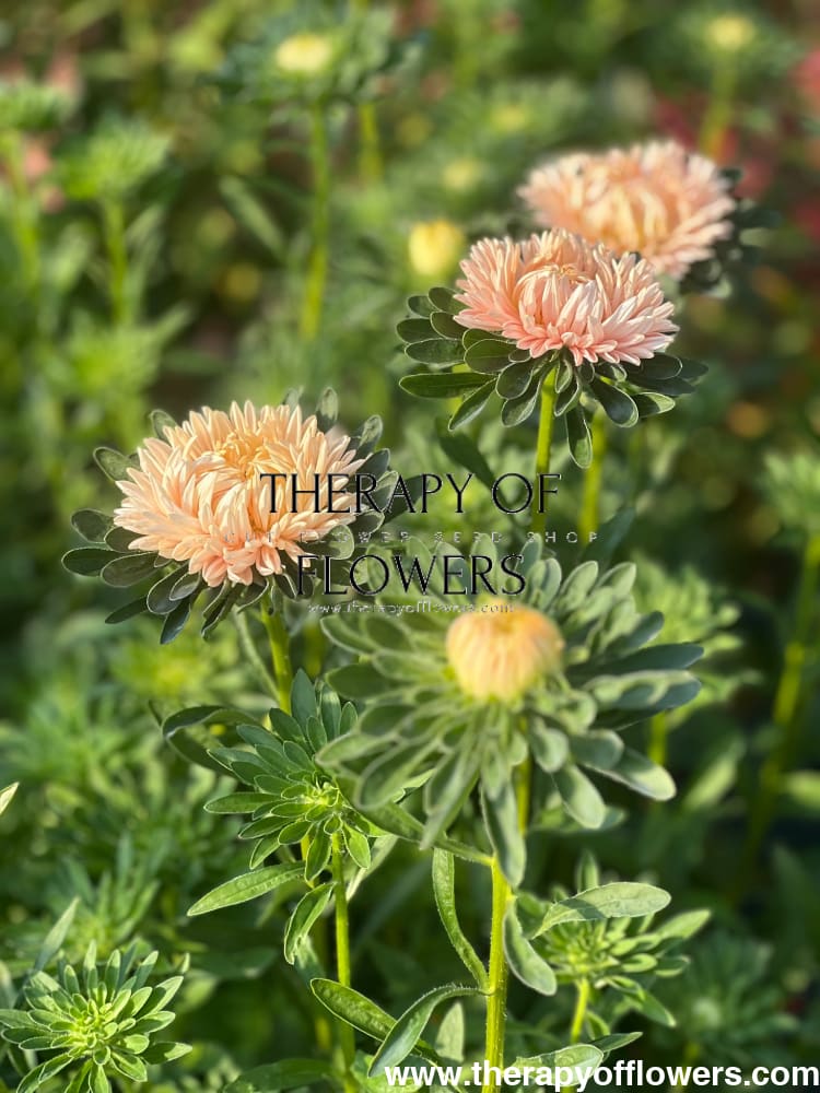 Aster NEW Syringa Gold Salmon therapyofflowers.com