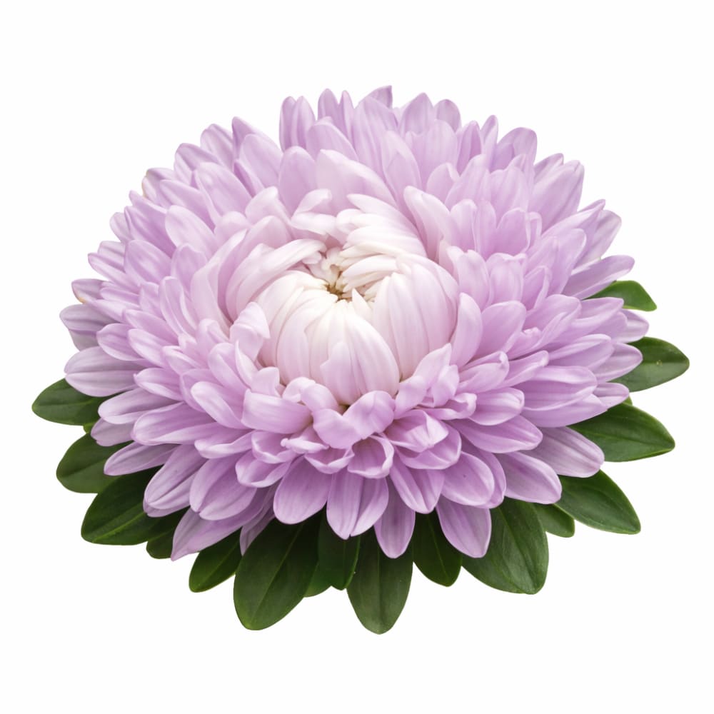 China Aster Syringa Lavender | Callistephus chinensis - 30 seeds / Lavander - seeds