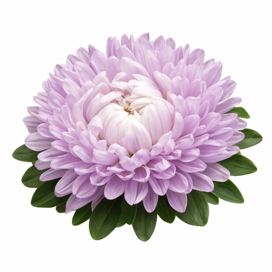 China Aster Syringa Lavender | Callistephus chinensis - 30 seeds / Lavander - seeds