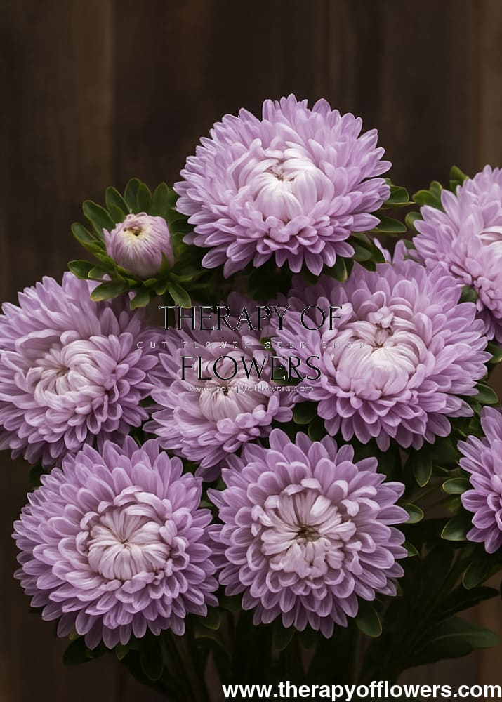 Aster Syringa Lavender therapyofflowers.com