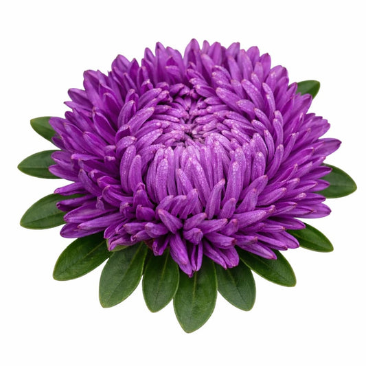 China Aster Syringa Violet-Blue | Callistephus chinensis - 30 seeds / Violet-blue - seeds