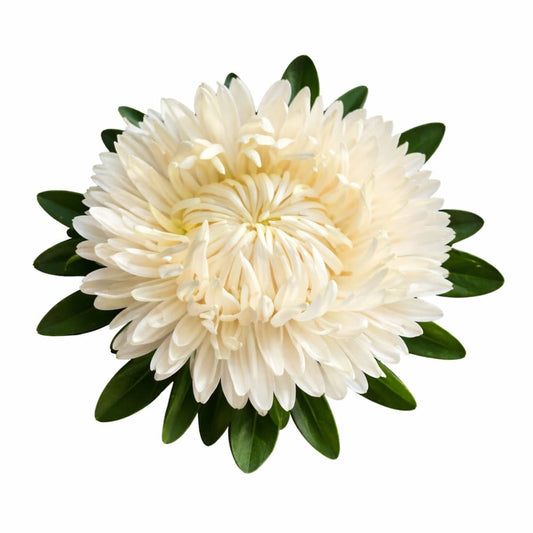 China Aster Syringa White | Callistephus chinensis - 30 seeds / White - seeds