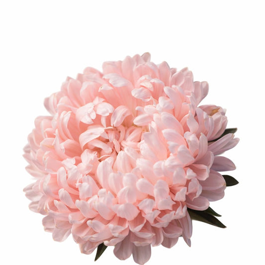 China Aster Tower Chamois | Callistephus chinensis | Paeonien Aster therapyofflowers.com