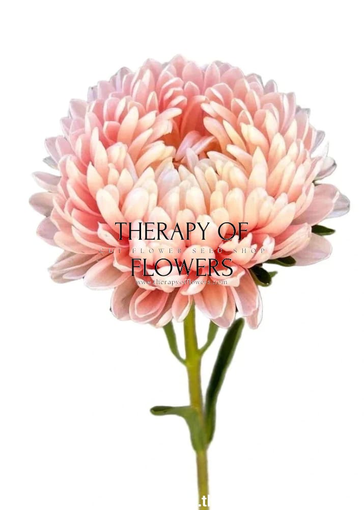 China Aster Tower Chamois | Callistephus chinensis | Paeonien Aster therapyofflowers.com