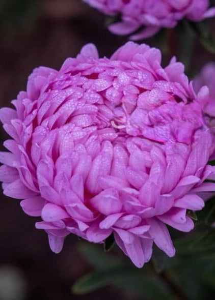 China Aster Tower Pink | Callistephus chinensis | Paeonien Aster therapyofflowers.com