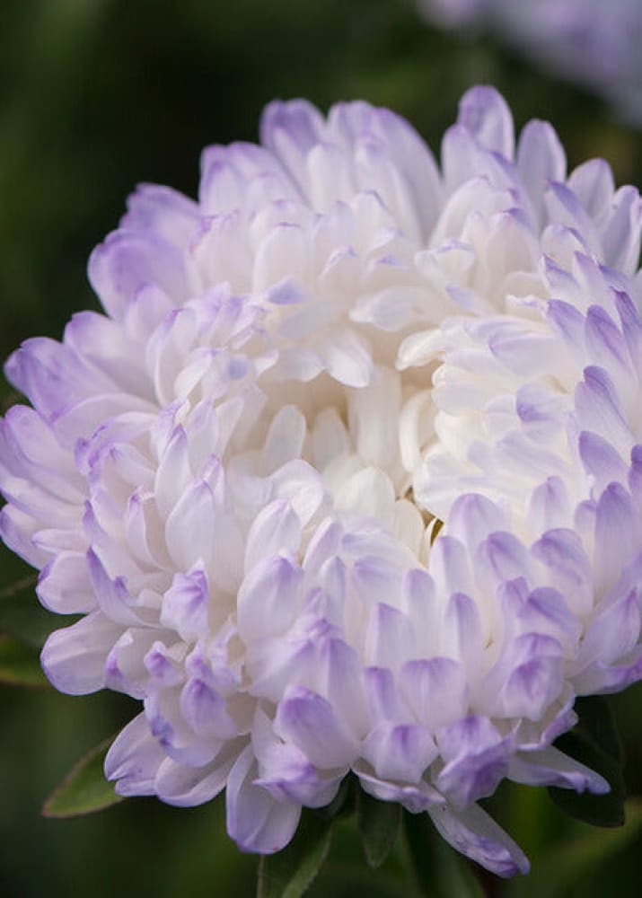 China Aster Tower Silver 