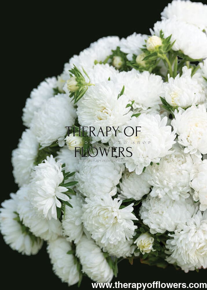 China Aster ‘Tower White