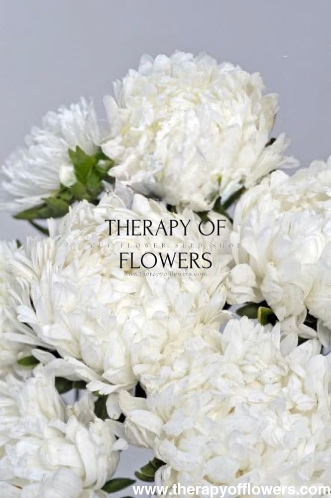 China Aster Tower White | Callistephus chinensis |  Peony-Type Aster therapyofflowers.com
