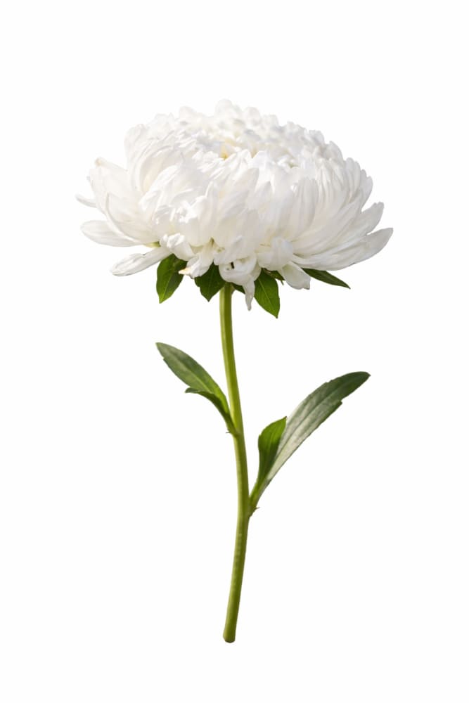 China Aster Tower White | Callistephus chinensis | Paeonien Aster - 30 seeds / 65–75 cm / White - Seeds